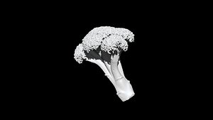 3D broccoli  cut 3D CT scan model 2 decimate 10percent
