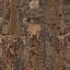 Ramo di Pinus Anydrafts 26