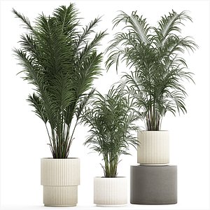 Beautiful Howea forsteriana palm trees in flower pots 1268 3D model