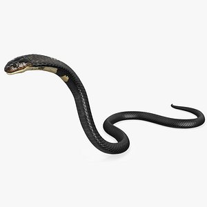 Attack Dark Skin Cobra Animated Rigged for Cinema 4D