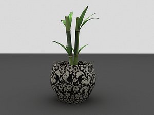 Bamboo plant