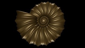 Oxicone Conch Ornamented