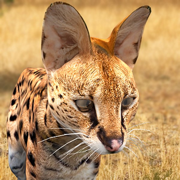 3d model serval cats