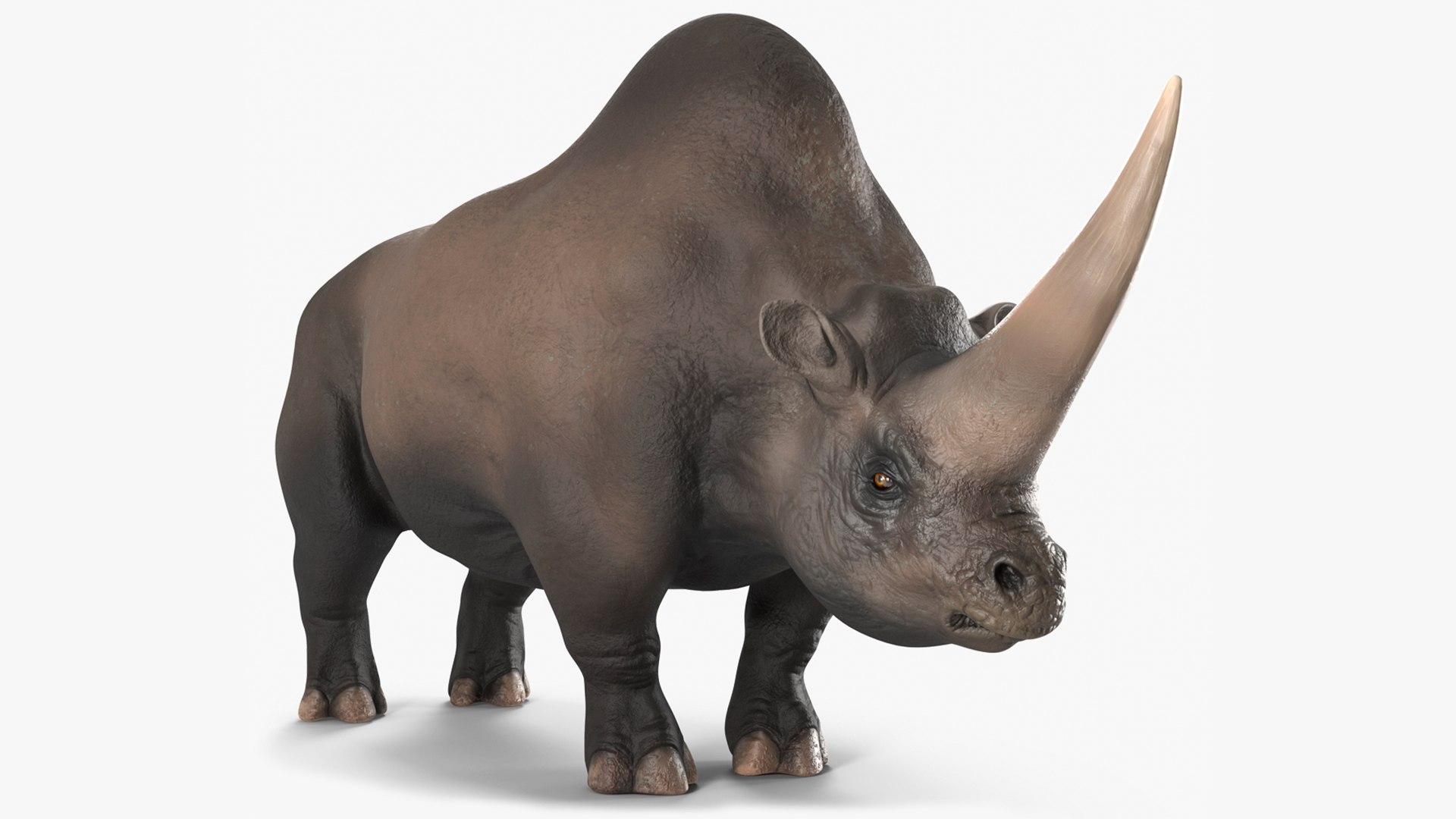 Elasmotherium Rigged 3D model preview