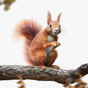 3D RedSquirrel Summer Animated
