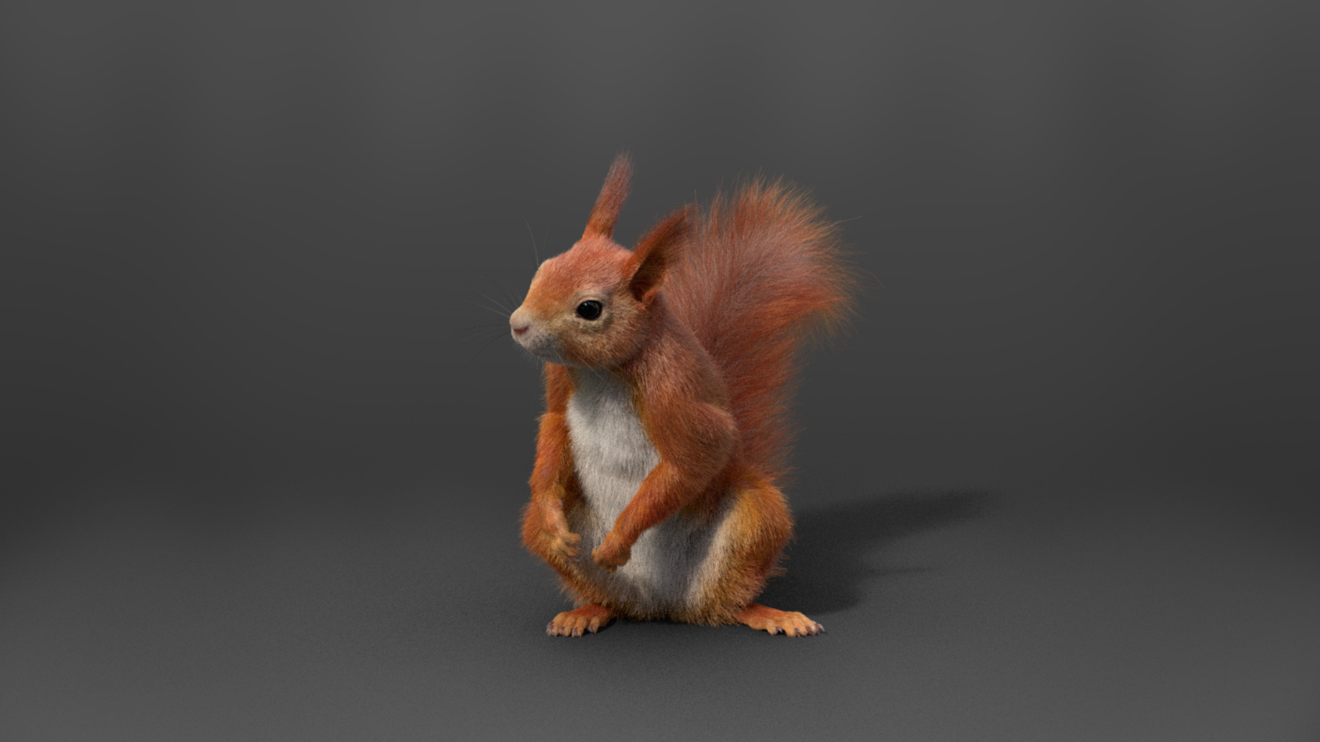 3D RedSquirrel Summer Animated - TurboSquid 2048843