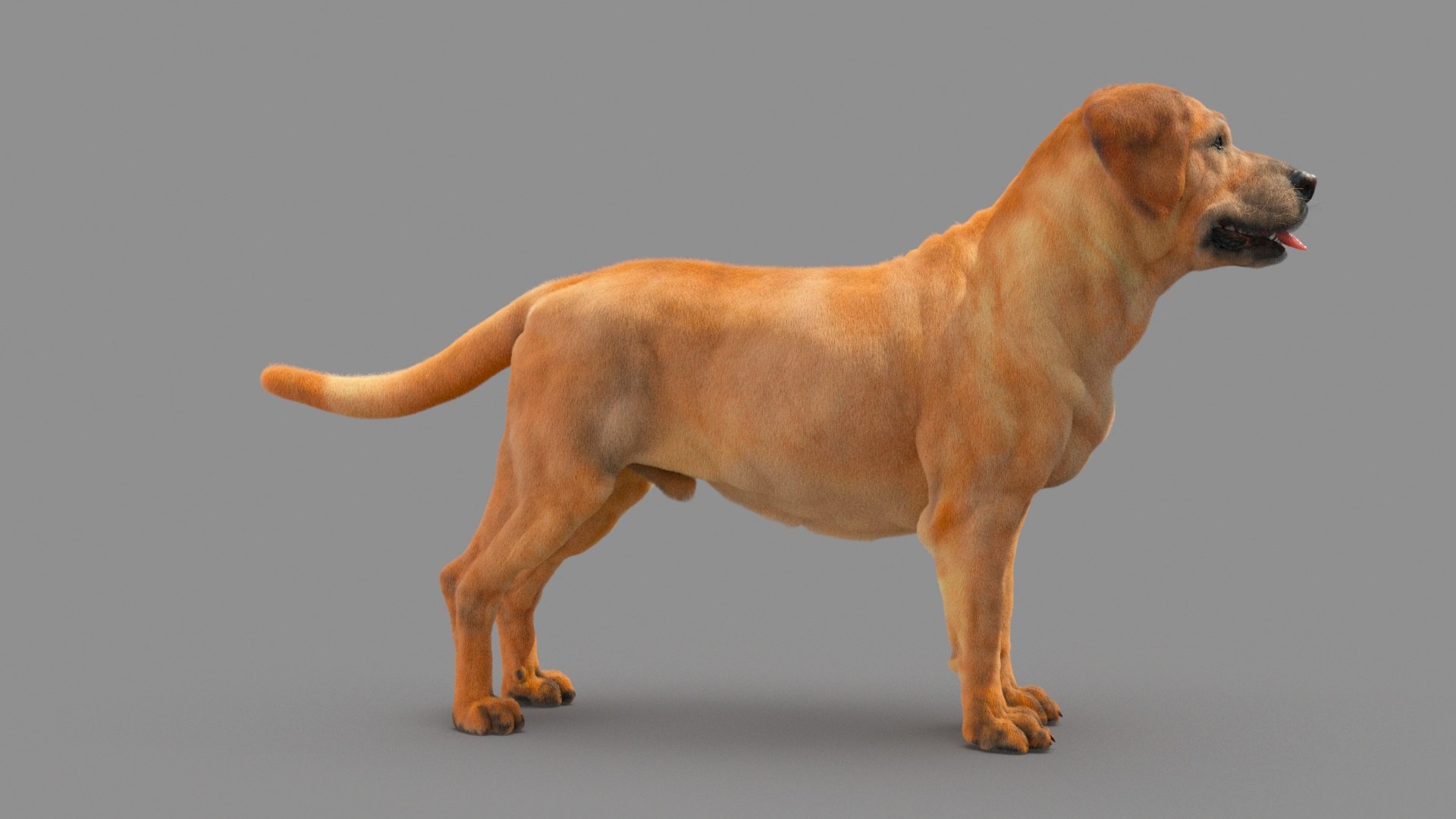 Labrador Retriver 3D - TurboSquid 1735418