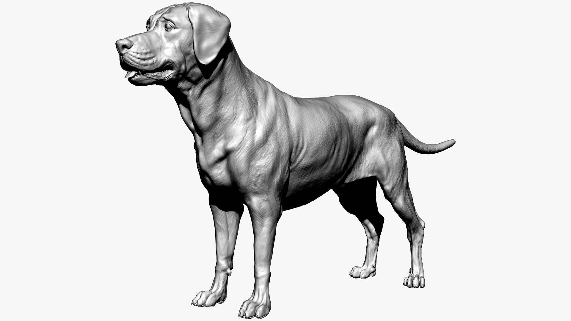 Labrador Retriver 3D - TurboSquid 1735418
