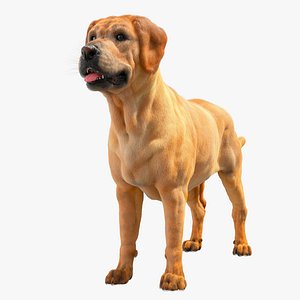 Labrador Retriver 3D