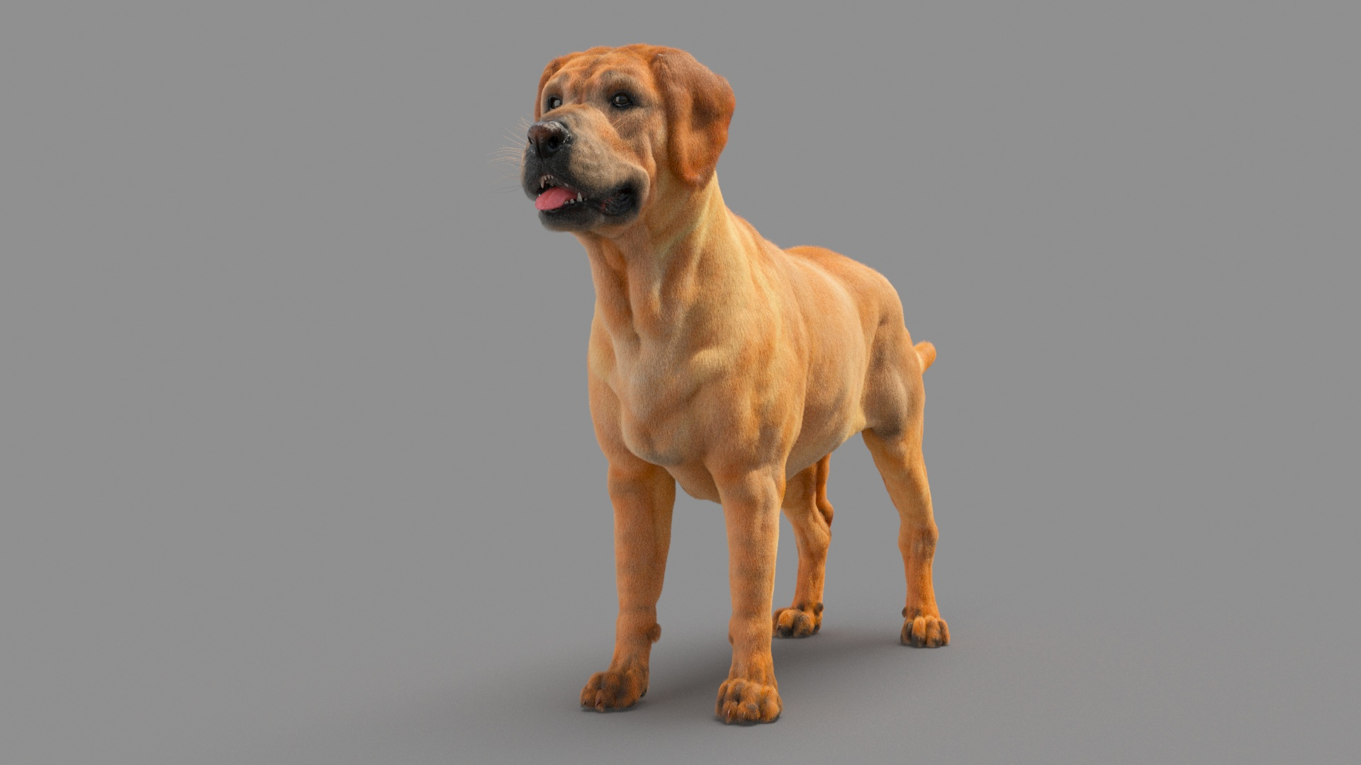 Labrador Retriver 3D - TurboSquid 1735418