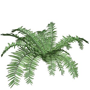 Boston Fern Plant - 04 - 3D model