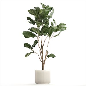 Decorative Tree Ficus Lyrata In A Flower Pot 1241 3D model