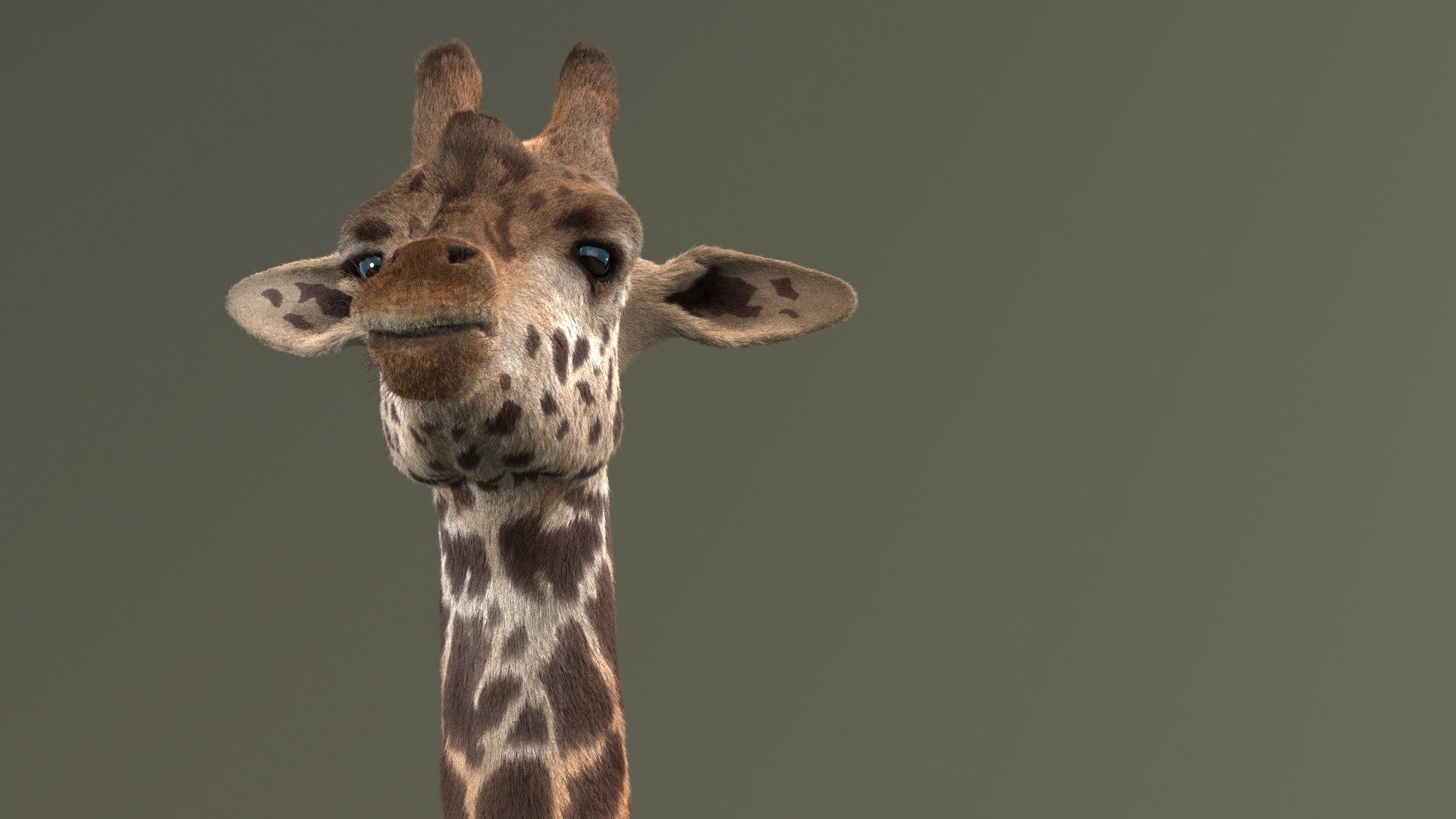 realistic giraffe fur tongue animation 3D https://p.turbosquid.com/ts-thumb/Ki/AgcII8/LZiv0Lsh/giraffe_masai_add_view_05/jpg/1571655421/1920x1080/fit_q87/360a55fa2ce8c64fc153479f9a72b7b90469471f/giraffe_masai_add_view_05.jpg