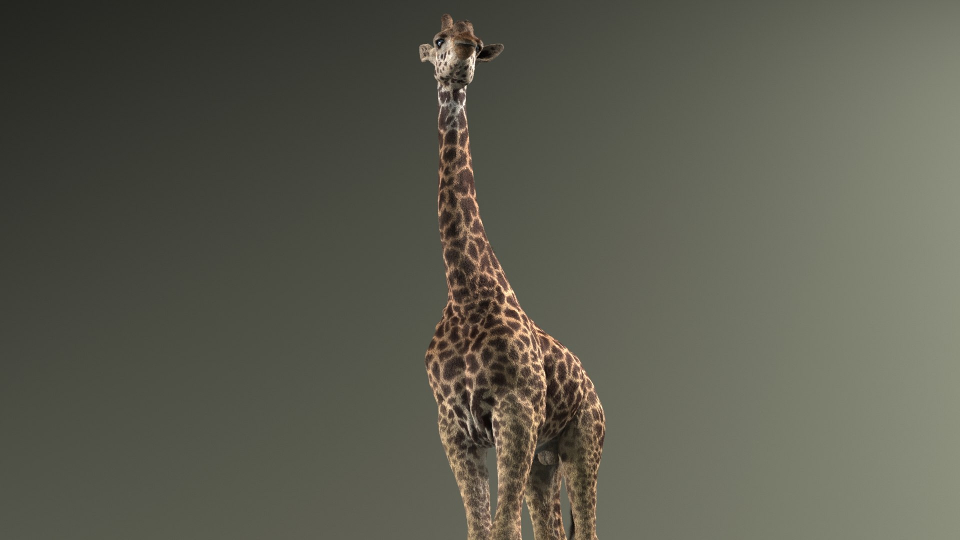 realistic giraffe fur tongue animation 3D https://p.turbosquid.com/ts-thumb/Ki/AgcII8/TKsP0XaL/giraffe_idle_top_seq_0021/jpg/1571791958/1920x1080/fit_q87/ce091c56374cb8c114701d6cdcc991eb40931260/giraffe_idle_top_seq_0021.jpg