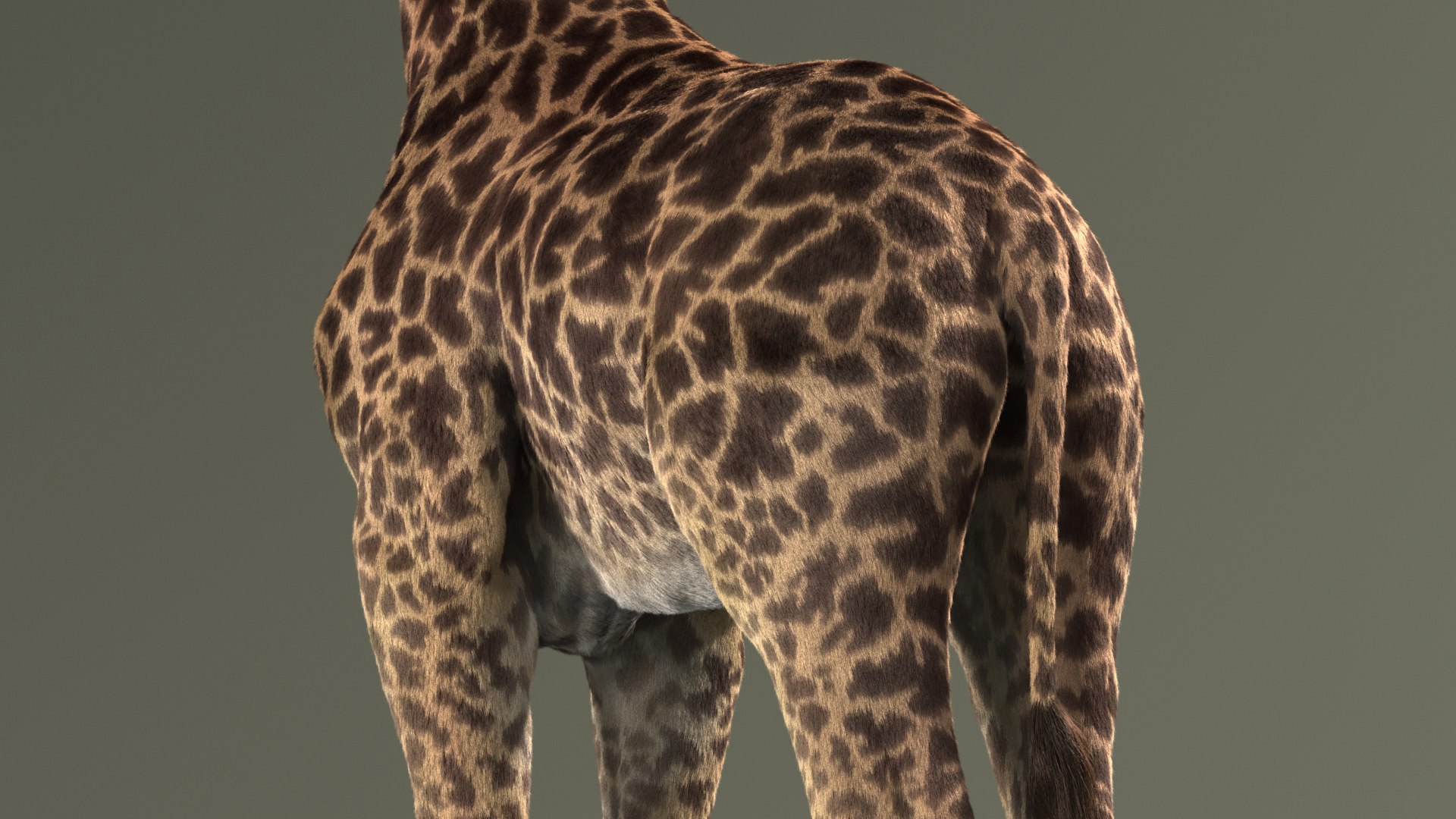 realistic giraffe fur tongue animation 3D https://p.turbosquid.com/ts-thumb/Ki/AgcII8/hHxHyNZT/giraffe_masai_add_view_13/jpg/1571655422/1920x1080/fit_q87/b51f5a8248c20442fafcb2f15771003f898fffc2/giraffe_masai_add_view_13.jpg