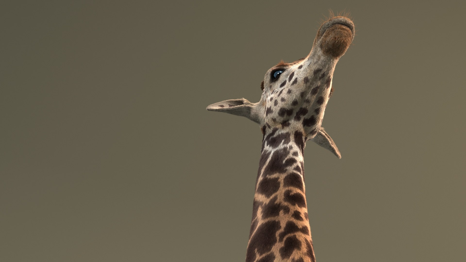 realistic giraffe fur tongue animation 3D https://p.turbosquid.com/ts-thumb/Ki/AgcII8/lZQSW40l/giraffe_masai_add_view_07/jpg/1571655422/1920x1080/fit_q87/8878e3696178bdeccb941da2a378081cd2af130a/giraffe_masai_add_view_07.jpg
