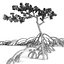 Árbol de mangle
