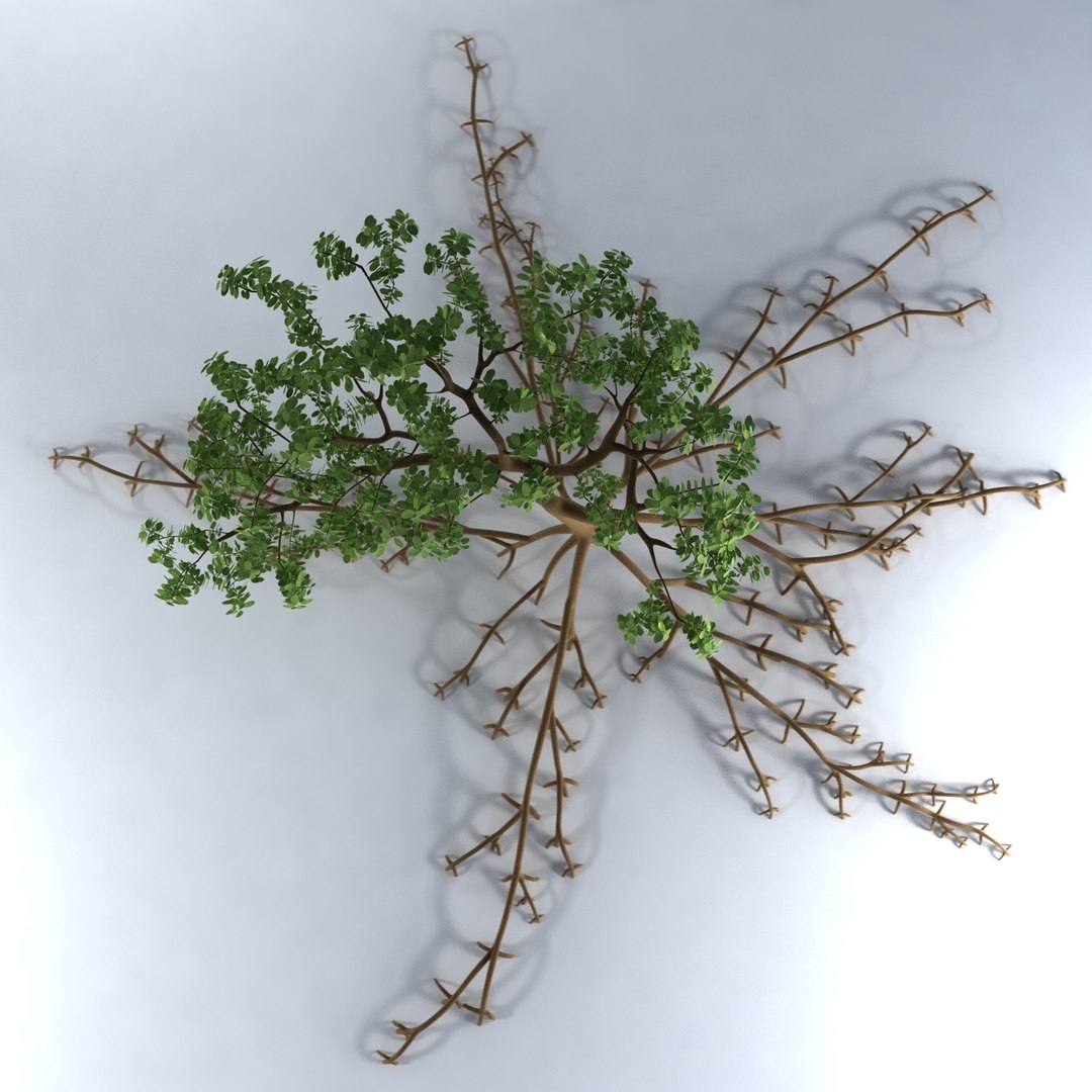 mangrove tree 3ds https://p.turbosquid.com/ts-thumb/Ki/EEesa8/Ni9ZXwc1/treer5/jpg/1351775701/1920x1080/fit_q87/64e91d20ce0aa7cd5619ab795315f3aacdc007dc/treer5.jpg