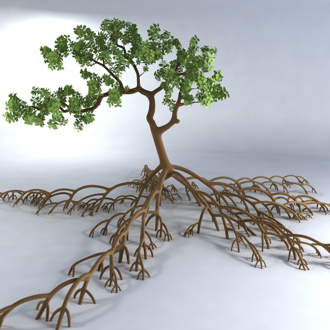 mangrove tree 3ds https://p.turbosquid.com/ts-thumb/Ki/EEesa8/TdxDSwSM/treett/jpg/1351775977/1920x1080/turn_fit_q99/1fd3e7f4afbd8c515ca8df3403cf95455ff21a89/treett-1.jpg