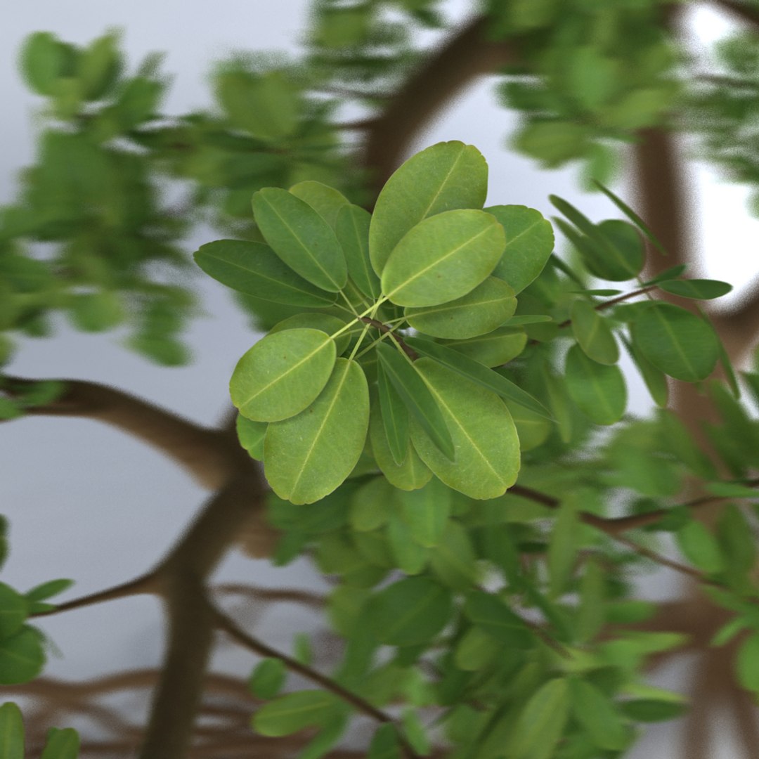 mangrove tree 3ds https://p.turbosquid.com/ts-thumb/Ki/EEesa8/kAuYzHhq/treer8bb/jpg/1351775701/1920x1080/fit_q87/79f3e832dfd55a3636da539bc10217c19b2443b5/treer8bb.jpg