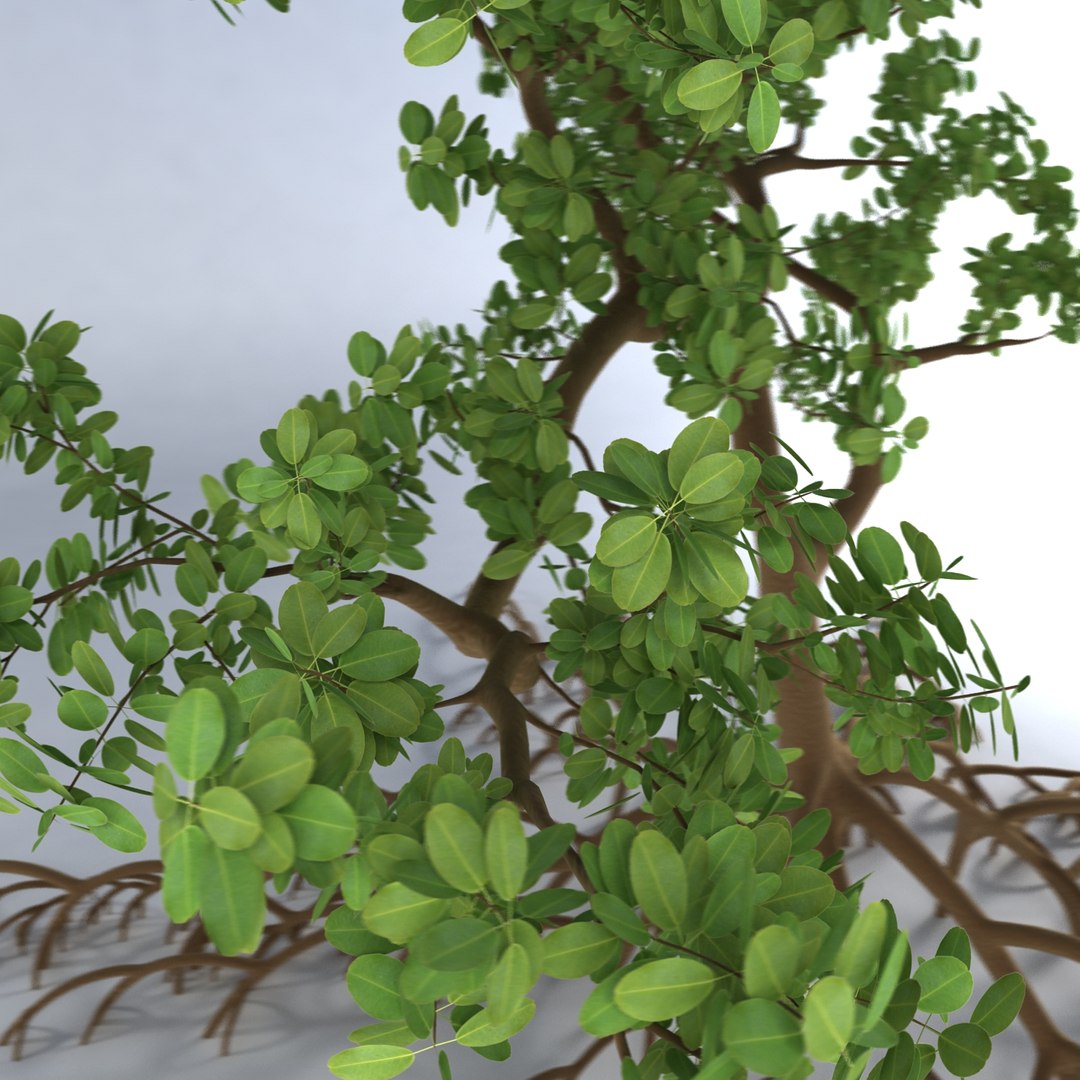 mangrove tree 3ds https://p.turbosquid.com/ts-thumb/Ki/EEesa8/pNymIkYm/treer2b/jpg/1351775701/1920x1080/fit_q87/4efa483fd046b227e71f9bc8c10dd6ae18b97f08/treer2b.jpg