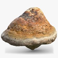 Mushroom Polypore 3