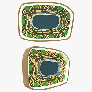 cytoplasmic streaming cell 3D model