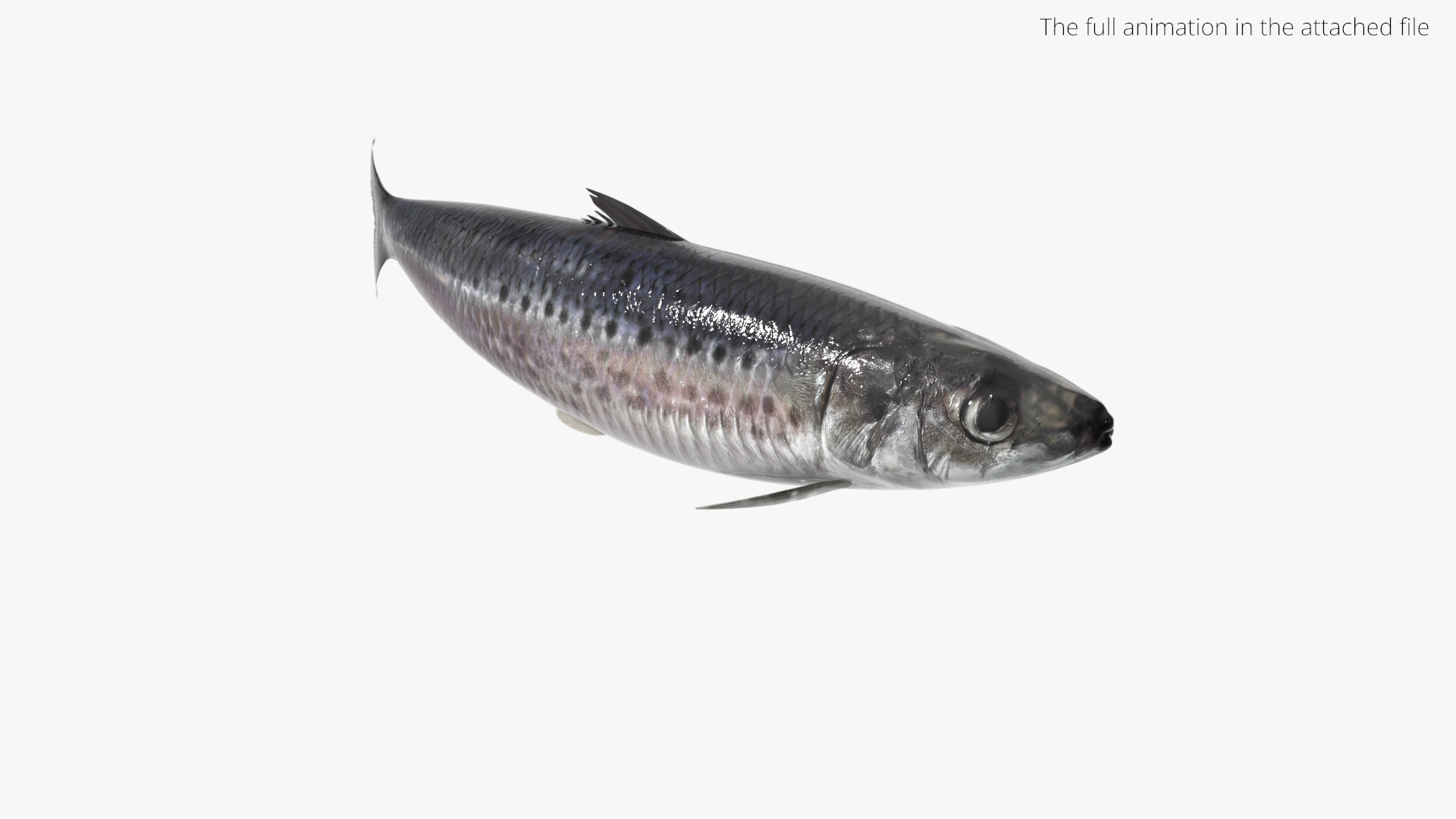 3D model Sardine Swimming Animated Rigged For Blender https://p.turbosquid.com/ts-thumb/Ki/LnGVOa/JH/sardine_swimming_animated_rigged_for_blender_361/jpg/1789075101/1920x1080/turn_fit_q99/766e5061efe690732058e9ce9be36b94839c171c/sardine_swimming_animated_rigged_for_blender_361-1.jpg