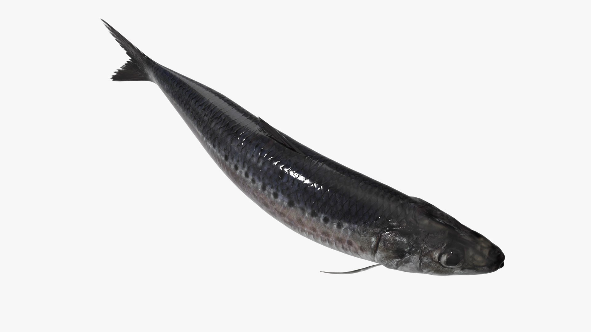 3D model Sardine Swimming Animated Rigged For Blender https://p.turbosquid.com/ts-thumb/Ki/LnGVOa/Vu/sardine_swimming_animated_rigged_for_blender_006/jpg/1789075185/1920x1080/fit_q87/945bb92d827c30a9df9036616f76b6597c4dc27d/sardine_swimming_animated_rigged_for_blender_006.jpg