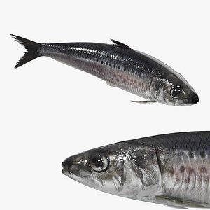 3D model Sardine Swimming Animated Rigged For Blender