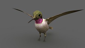 Calypte anna hummingbird 3D model