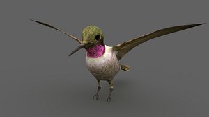 Calypte anna hummingbird