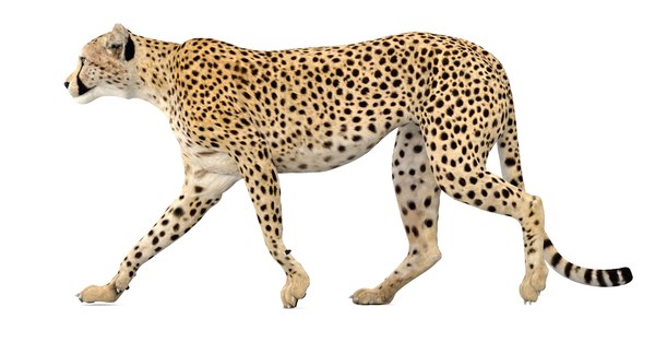 Cheetah cat 3D model - TurboSquid 1303476