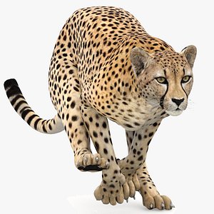 cheetah cat 3D model
