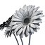 Flowers gerbera 2