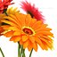 Flowers gerbera 2