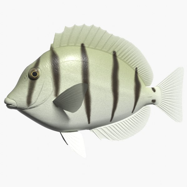 Coral Fish glTF Models for Download | TurboSquid