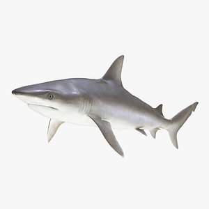 3d model blacknose shark