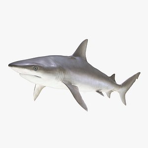 Blacknose Shark 3D Model