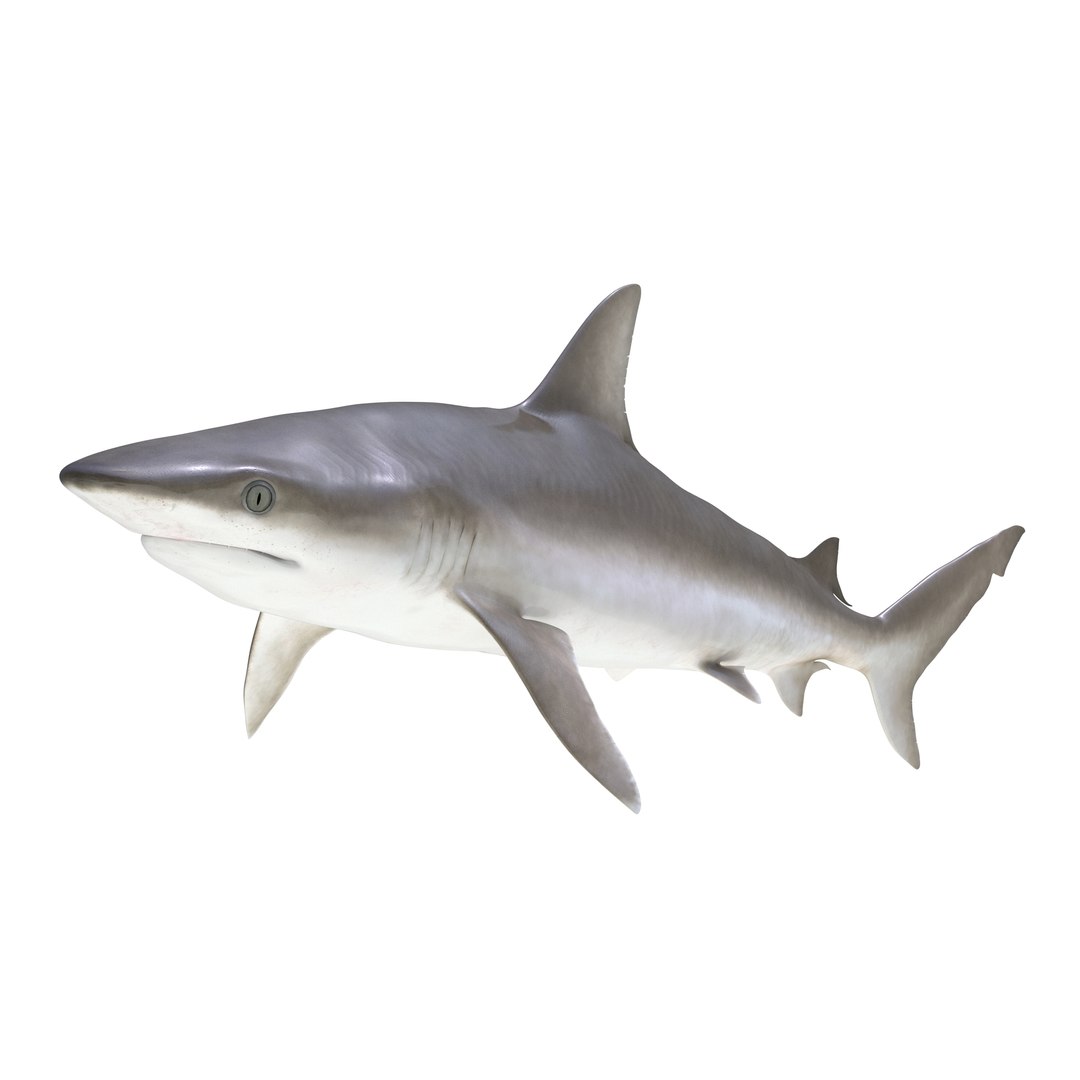 Blacknose Shark 3D Model preview