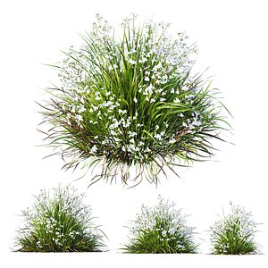 HQ Plants Libertia Grandiflora Grass 3D model