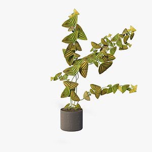 Christia Obcordata