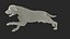 Running White Retriever Dog Fur Animated Rigged for Maya