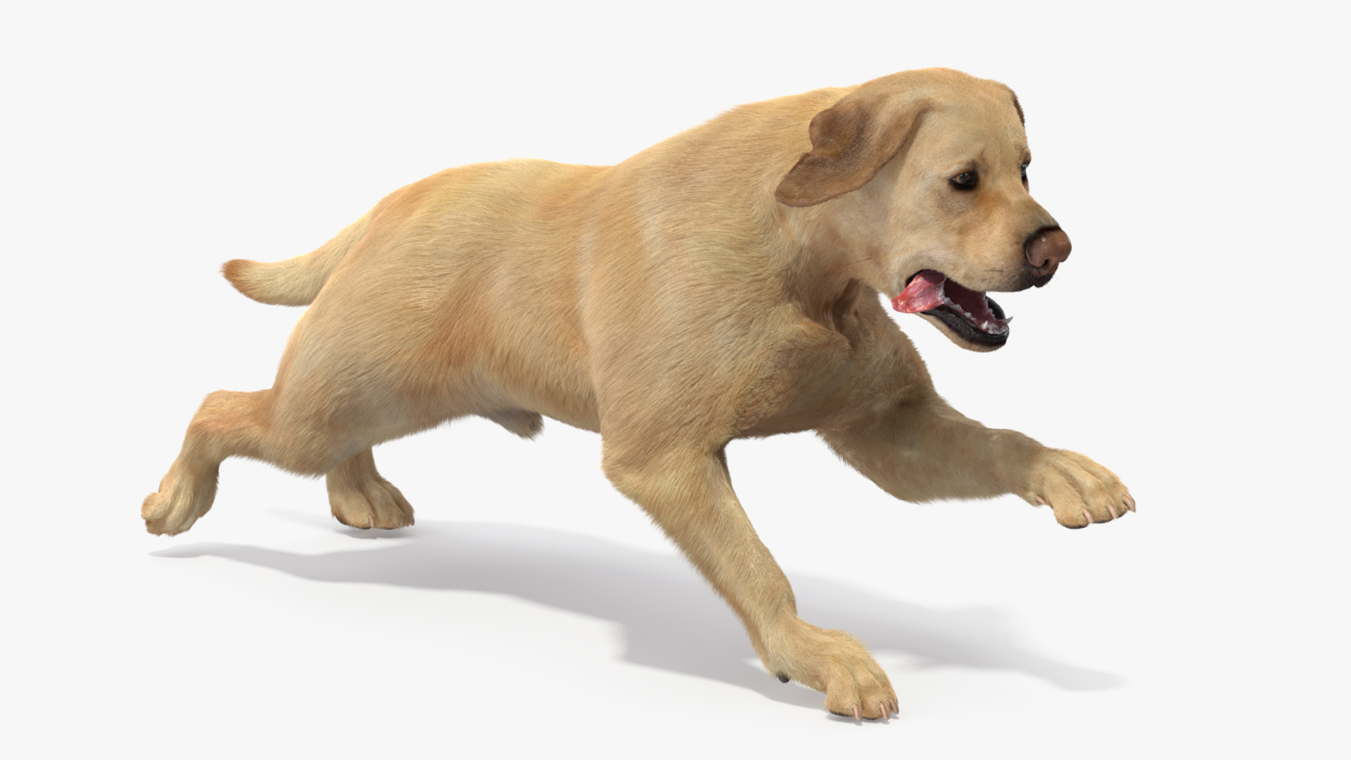 3D model Running White Retriever Dog Fur Animated Rigged for Maya https://p.turbosquid.com/ts-thumb/Kj/SOqCb7/Ck/running_white_retriever_dog_fur_animated_rigged_361/jpg/1770196085/1920x1080/turn_fit_q99/a34c69d0f3b3484aa24de2cabd295fa7745bc0c9/running_white_retriever_dog_fur_animated_rigged_361-1.jpg