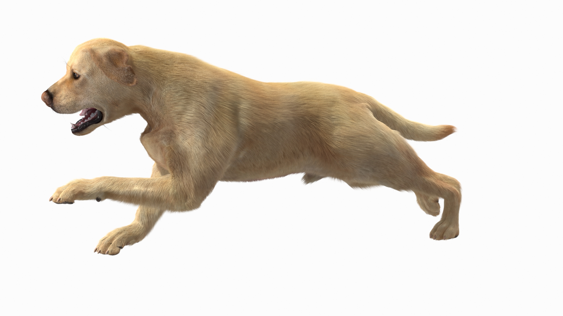 3D model Running White Retriever Dog Fur Animated Rigged for Maya https://p.turbosquid.com/ts-thumb/Kj/SOqCb7/DN/running_white_retriever_dog_fur_animated_rigged_360/jpg/1755129819/1920x1080/turn_fit_q99/6c7f5958cd3835a3299383592dabe430b4a9bba4/running_white_retriever_dog_fur_animated_rigged_360-1.jpg