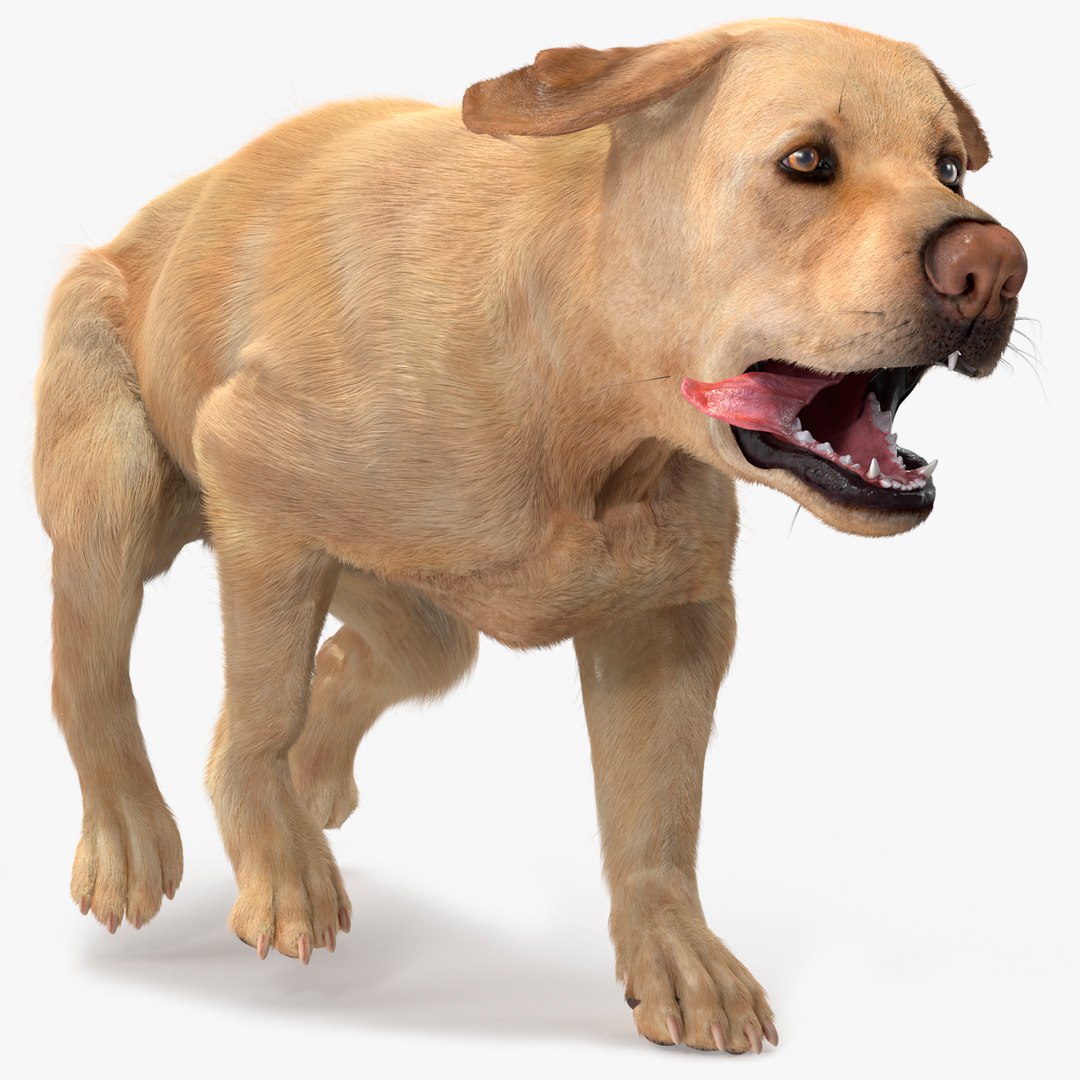 3D model Running White Retriever Dog Fur Animated Rigged for Maya https://p.turbosquid.com/ts-thumb/Kj/SOqCb7/Lr/running_white_retriever_dog_fur_animated_rigged_for_maya_001/jpg/1755130073/1920x1080/fit_q87/7d3092f5041ef7fb033c14ed82d1d1e0c89745ae/running_white_retriever_dog_fur_animated_rigged_for_maya_001.jpg