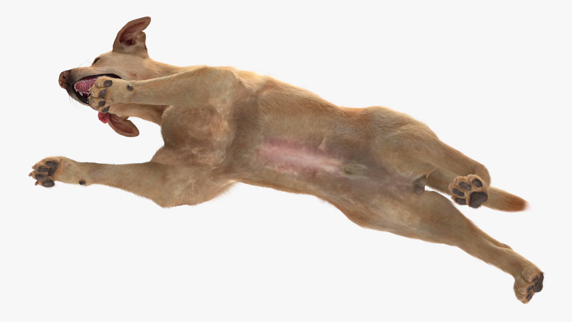 3D model Running White Retriever Dog Fur Animated Rigged for Maya https://p.turbosquid.com/ts-thumb/Kj/SOqCb7/Q3/running_white_retriever_dog_fur_animated_rigged_012/jpg/1755130144/1920x1080/fit_q87/e73860b4c10035fe437641790410f9638f70e945/running_white_retriever_dog_fur_animated_rigged_012.jpg