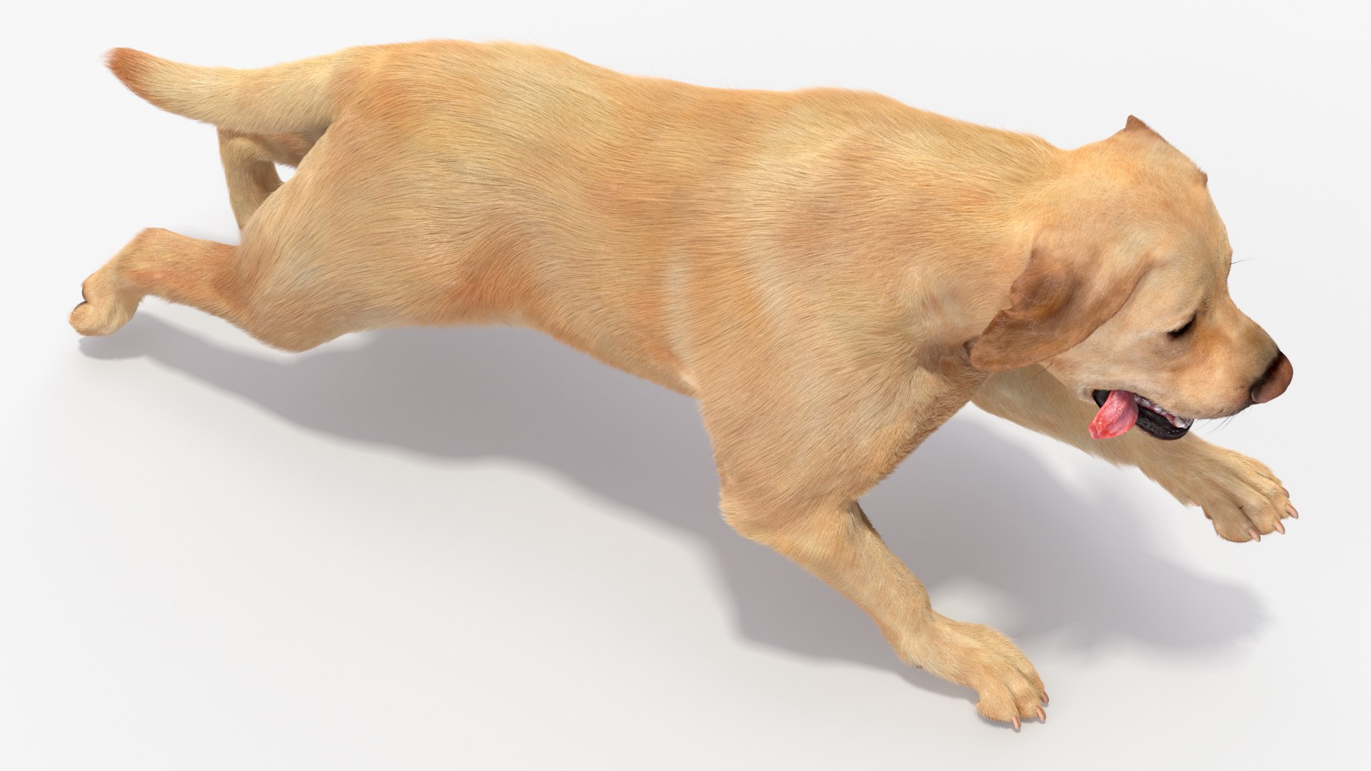 3D model Running White Retriever Dog Fur Animated Rigged for Maya https://p.turbosquid.com/ts-thumb/Kj/SOqCb7/Sk/running_white_retriever_dog_fur_animated_rigged_011/jpg/1755130140/1920x1080/fit_q87/1ae5889f9052b1aea271255ac7f460b2c0c410c0/running_white_retriever_dog_fur_animated_rigged_011.jpg