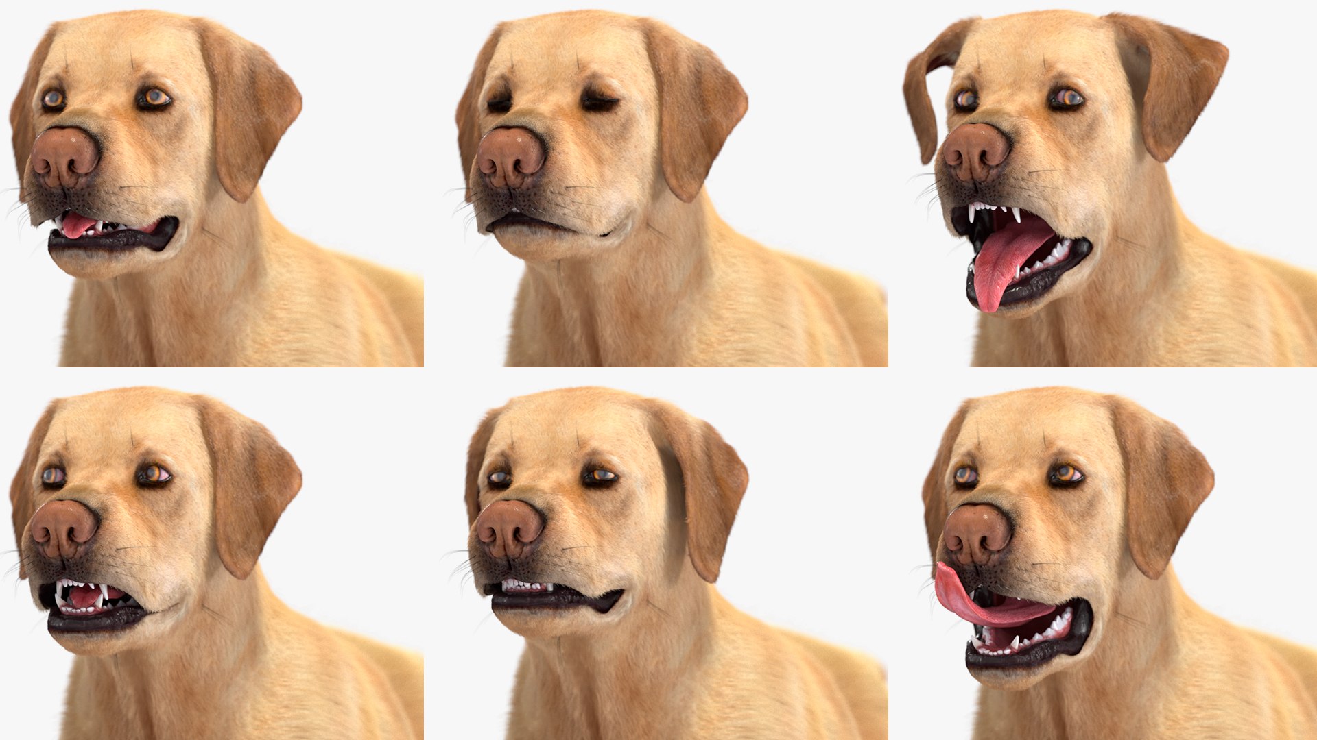 3D model Running White Retriever Dog Fur Animated Rigged for Maya https://p.turbosquid.com/ts-thumb/Kj/SOqCb7/be/running_white_retriever_dog_fur_animated_rigged_014/jpg/1755130151/1920x1080/fit_q87/d46591ebaf0f60d7453a836f8edaadd9dc01db97/running_white_retriever_dog_fur_animated_rigged_014.jpg