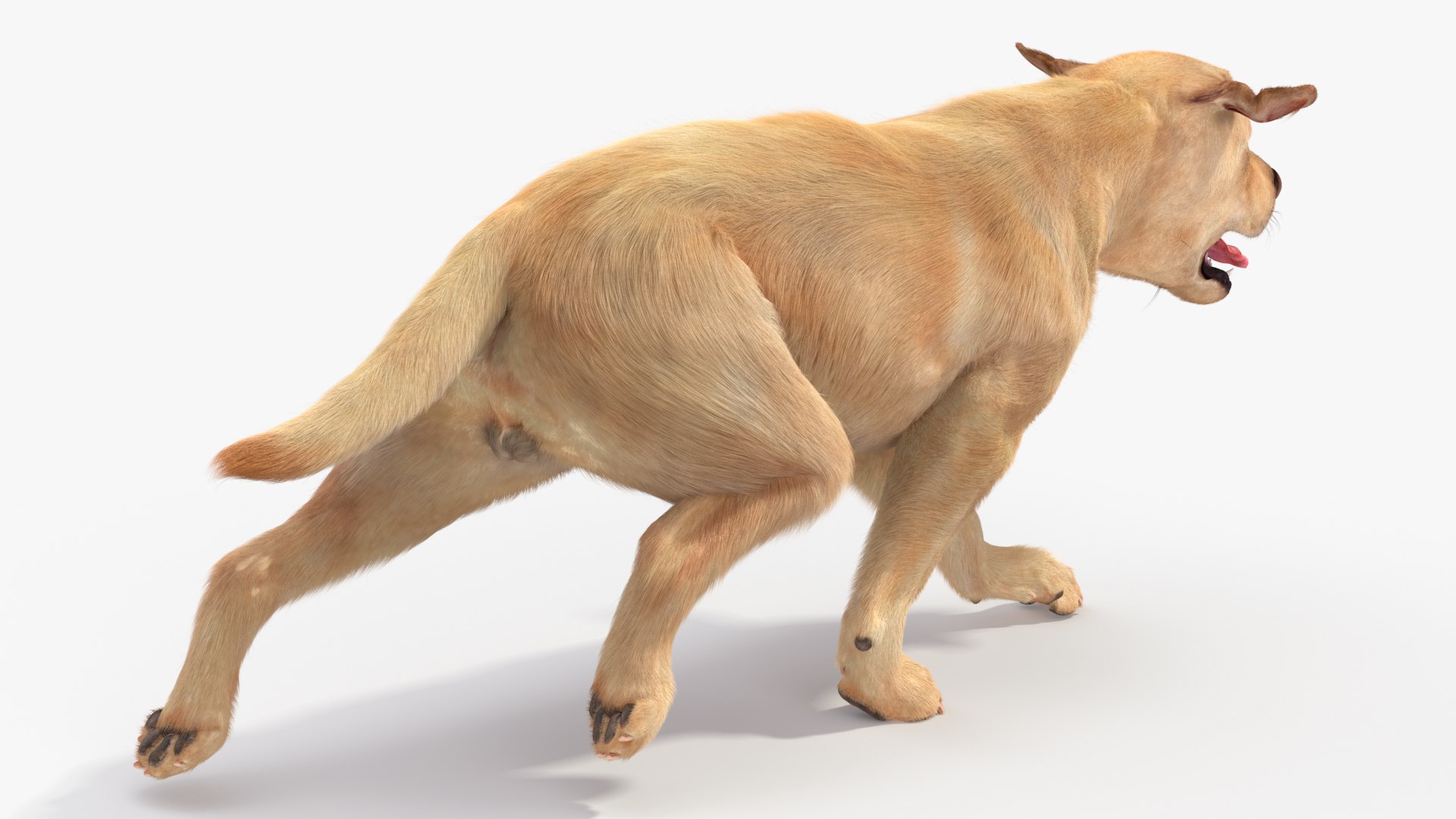 3D model Running White Retriever Dog Fur Animated Rigged for Maya https://p.turbosquid.com/ts-thumb/Kj/SOqCb7/cF/running_white_retriever_dog_fur_animated_rigged_009/jpg/1755130129/1920x1080/fit_q87/b700df6794ef3668c1f9b14a8146ed2ce5ed14eb/running_white_retriever_dog_fur_animated_rigged_009.jpg